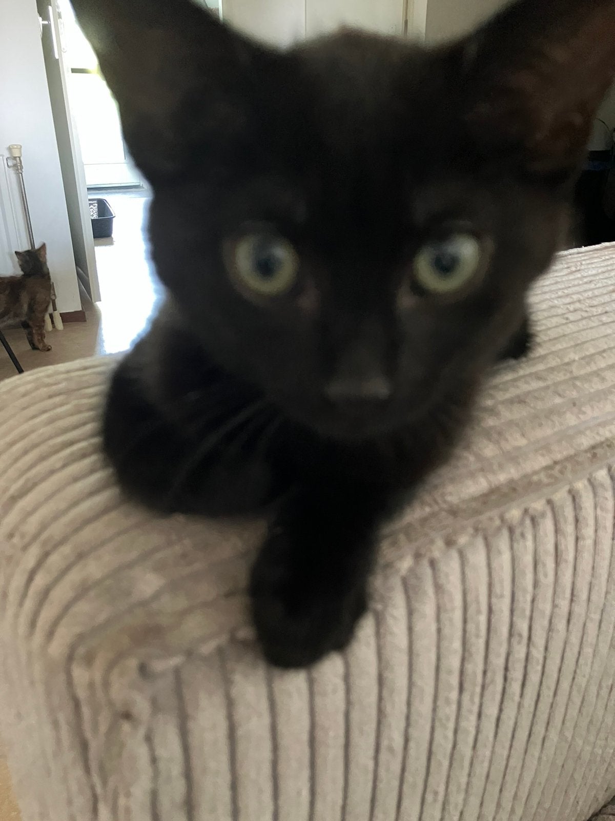 Lieve kittens, Meerdere dieren, Kortharig, 0 tot 2 jaar
