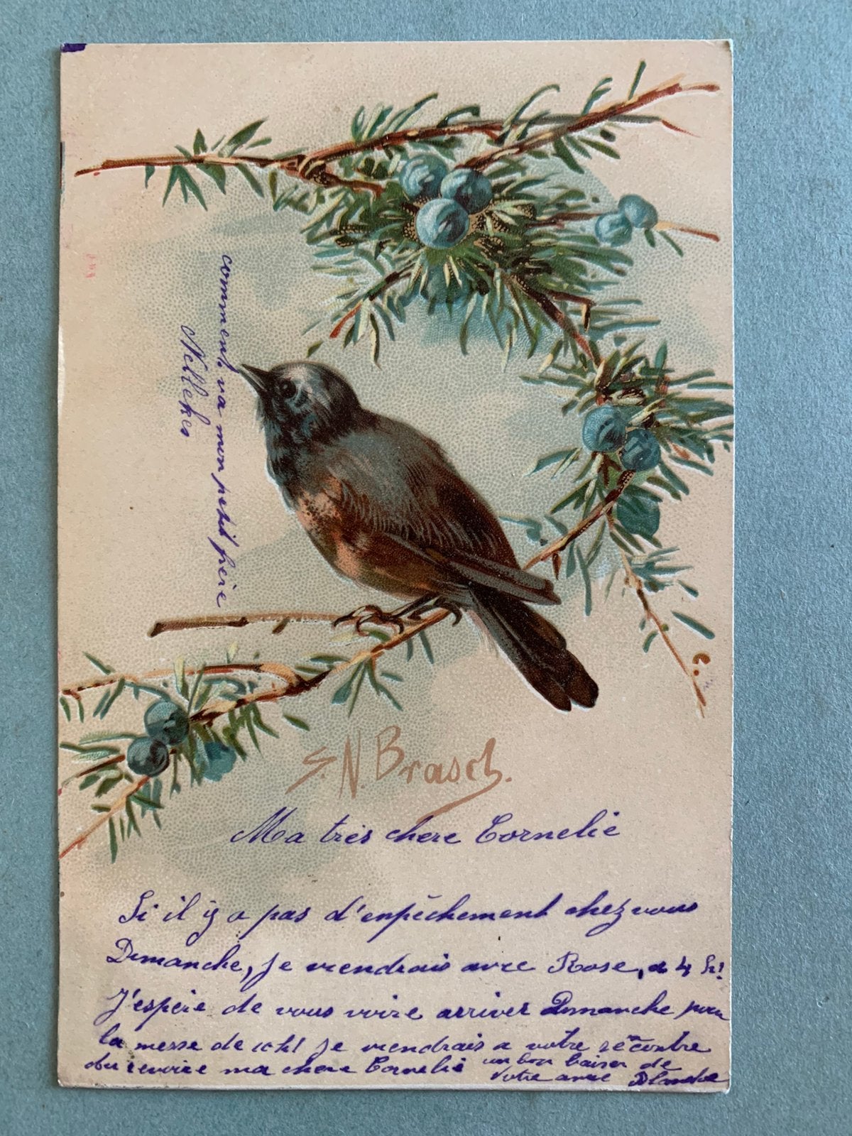 1904 Vogel, Ophalen of Verzenden, Voor 1920, Gelopen, Natuur