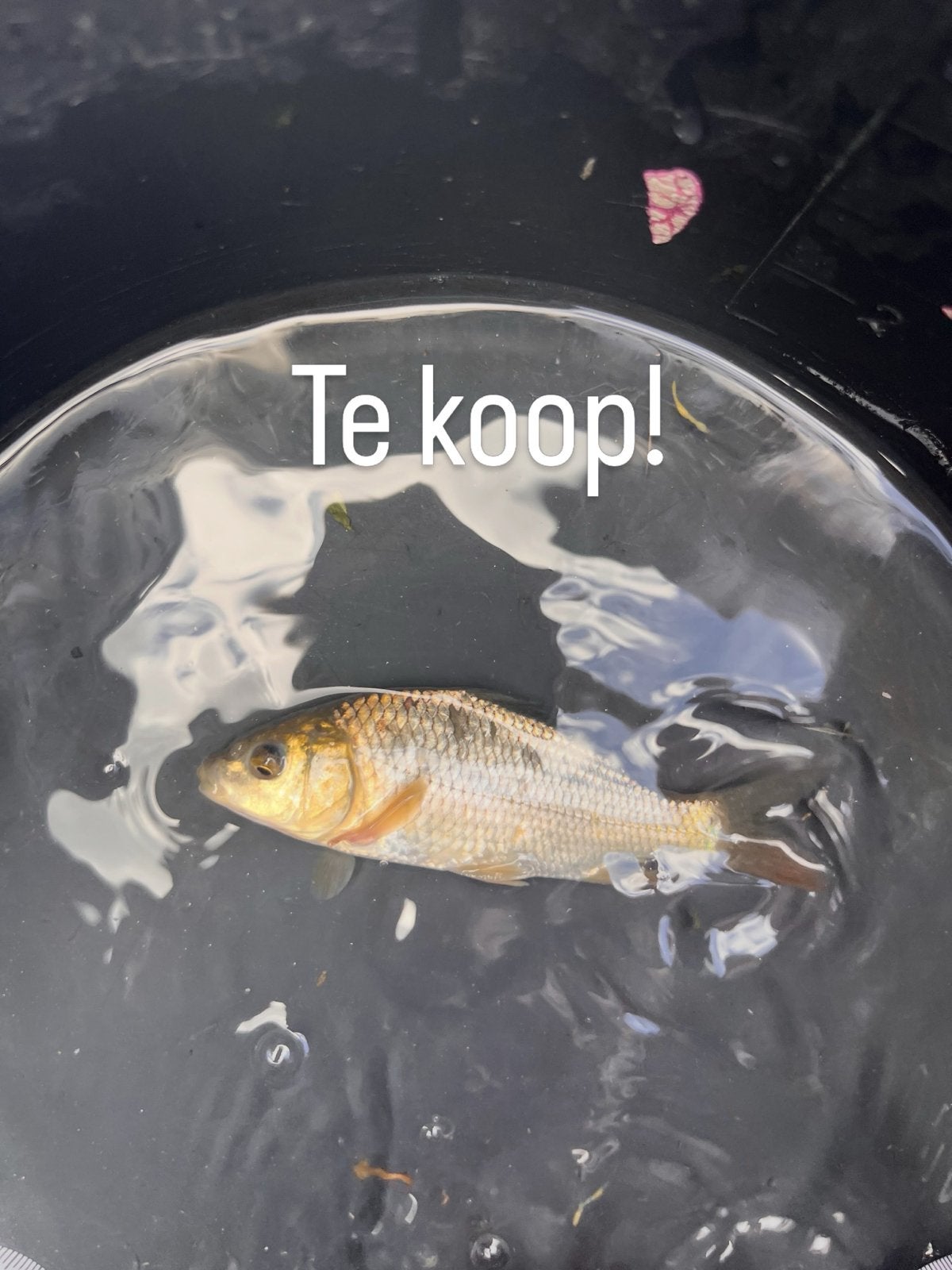 Schub karpers, Dieren en Toebehoren, Vissen | Vijvervissen, Karper of Koi