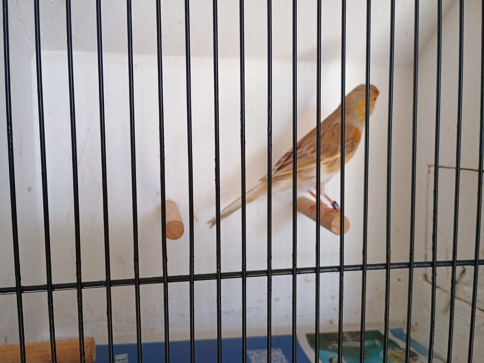 Harlekijn !, Dieren en Toebehoren, Vogels | Kanaries, Vrouwelijk, Kleurkanarie