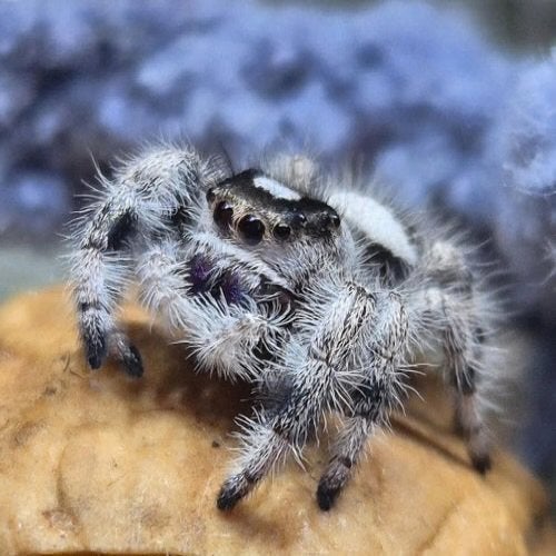 Verschillende Phidippus regius springspinnen jumping spiders, Dieren en Toebehoren
