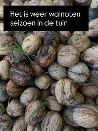 Verse Biologische Walnoten (in dop) – Direct van de boom!, Ophalen of Verzenden