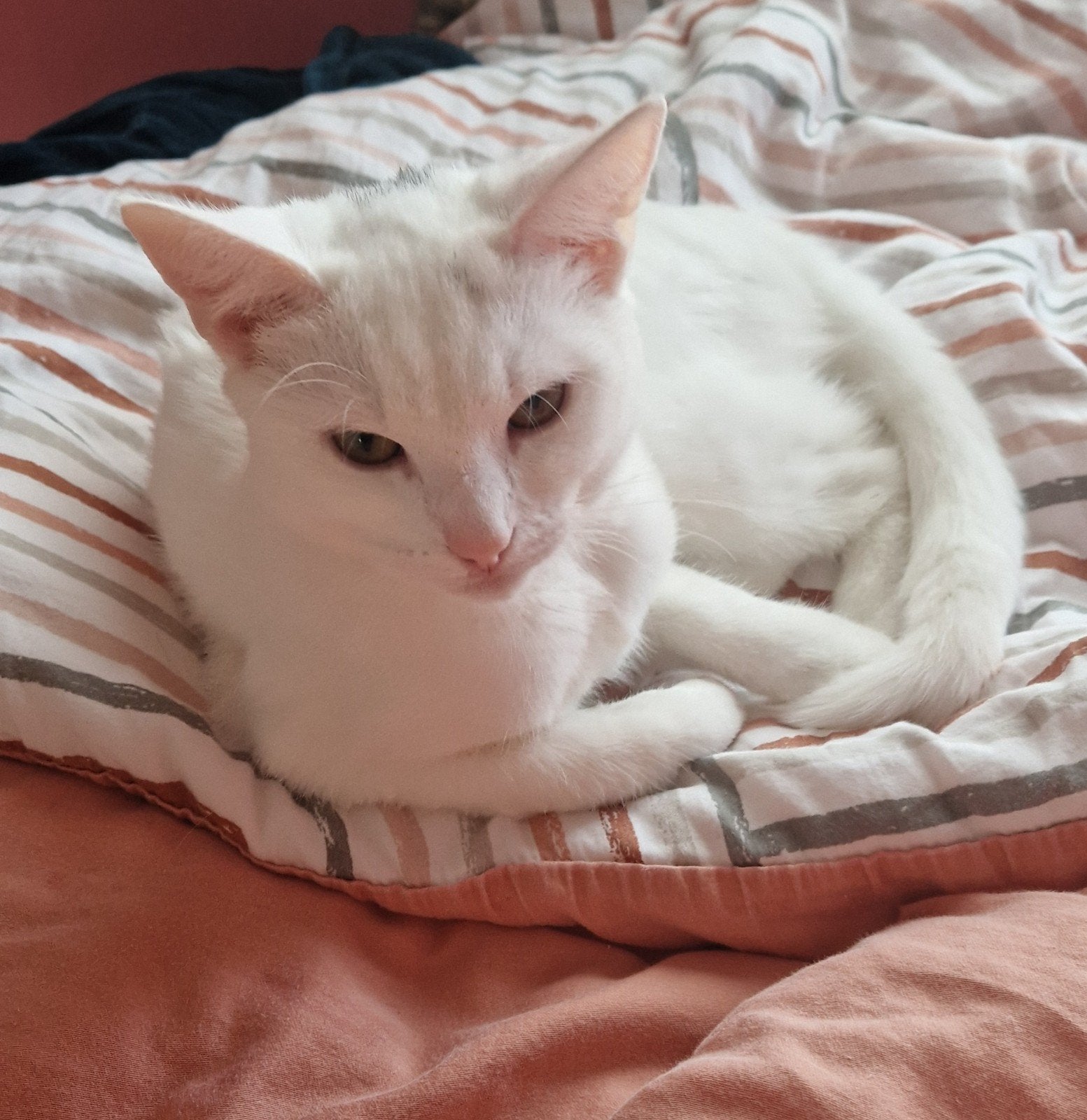 Lieve jonge poes zoekt gouden mandje., Dieren en Toebehoren, Poes, Kortharig, 0 tot 2 jaar