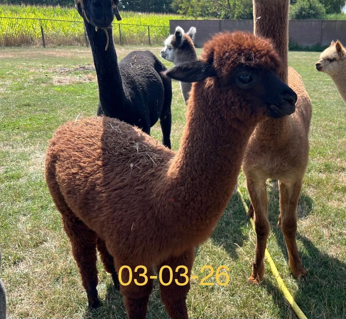 Alpaca merrie veulen te koop, Dieren en Toebehoren, Maart