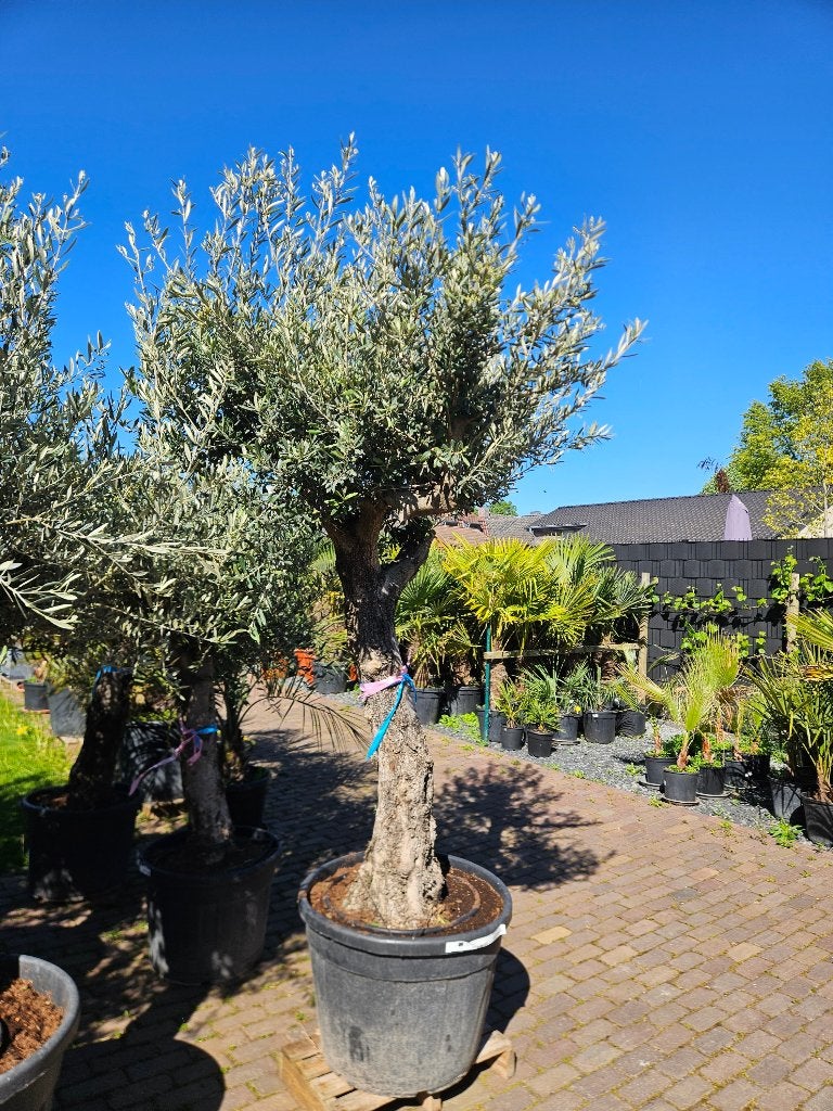 25% KORTING OP MOOIE  KARAKTERISTIEKE OLIJFBOMEN, Ophalen of Verzenden, 100 tot 250 cm, Olijfboom, Zomer