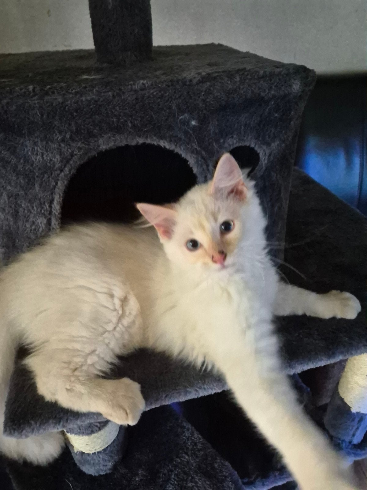 Knap Ragdoll x kater cream lynx point., Kater, Ontwormd, 0 tot 2 jaar