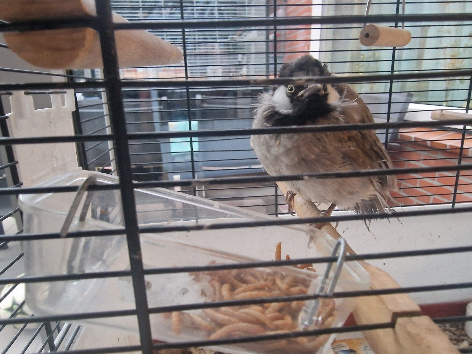 buulbuul, Dieren en Toebehoren