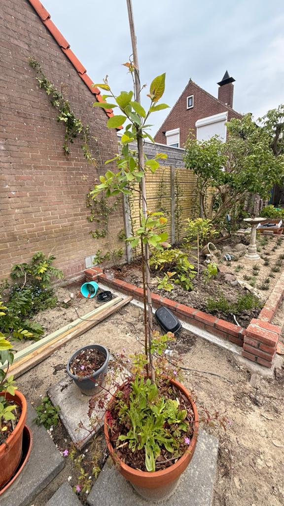 Japanse sierkers (1.30m) - Wegens herindeling tuin, Tuin en Terras, Planten | Tuinplanten, Volle zon, Vaste plant, Lente, Ophalen