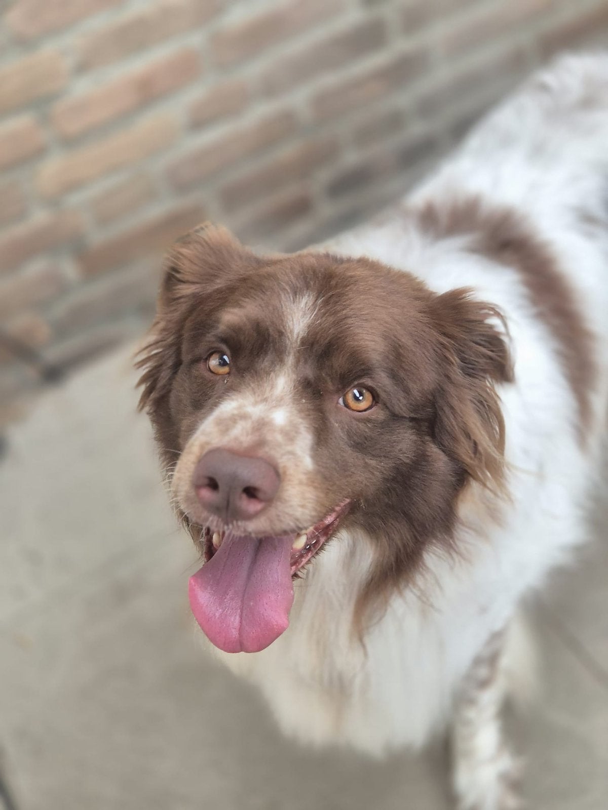 Border collie schapendrijver 4 jaar oud reu, Parvo, Reu, Collie, Eén hond