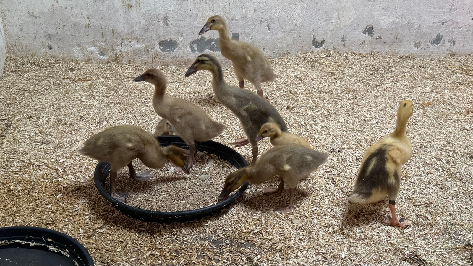 Jonge loopeenden, Dieren en Toebehoren, Geslacht onbekend, Eend
