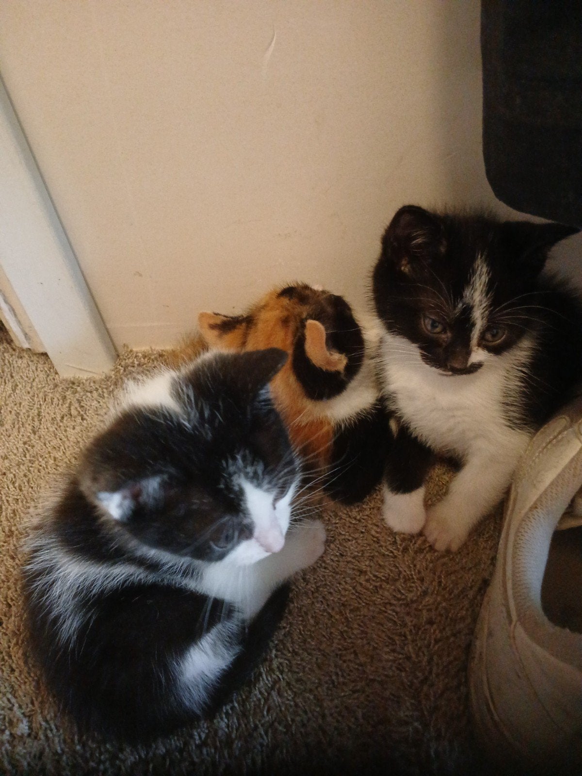 4 mooie kittens, Meerdere dieren, Kortharig, 0 tot 2 jaar