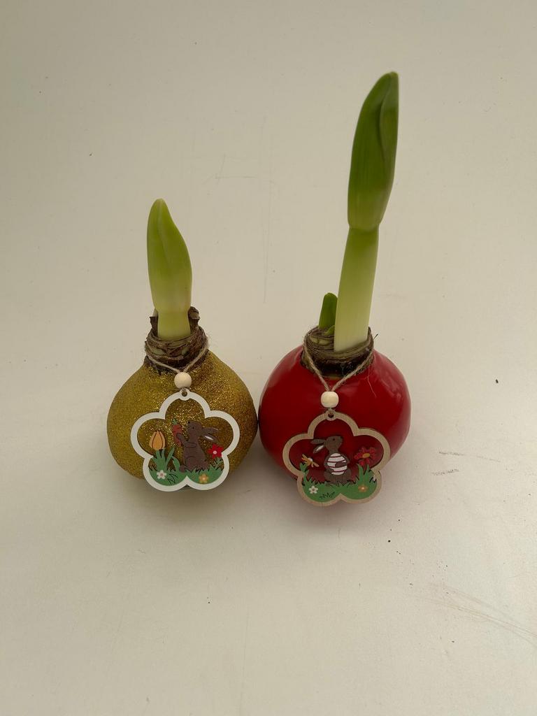 Amaryllis wax bollen, Ophalen