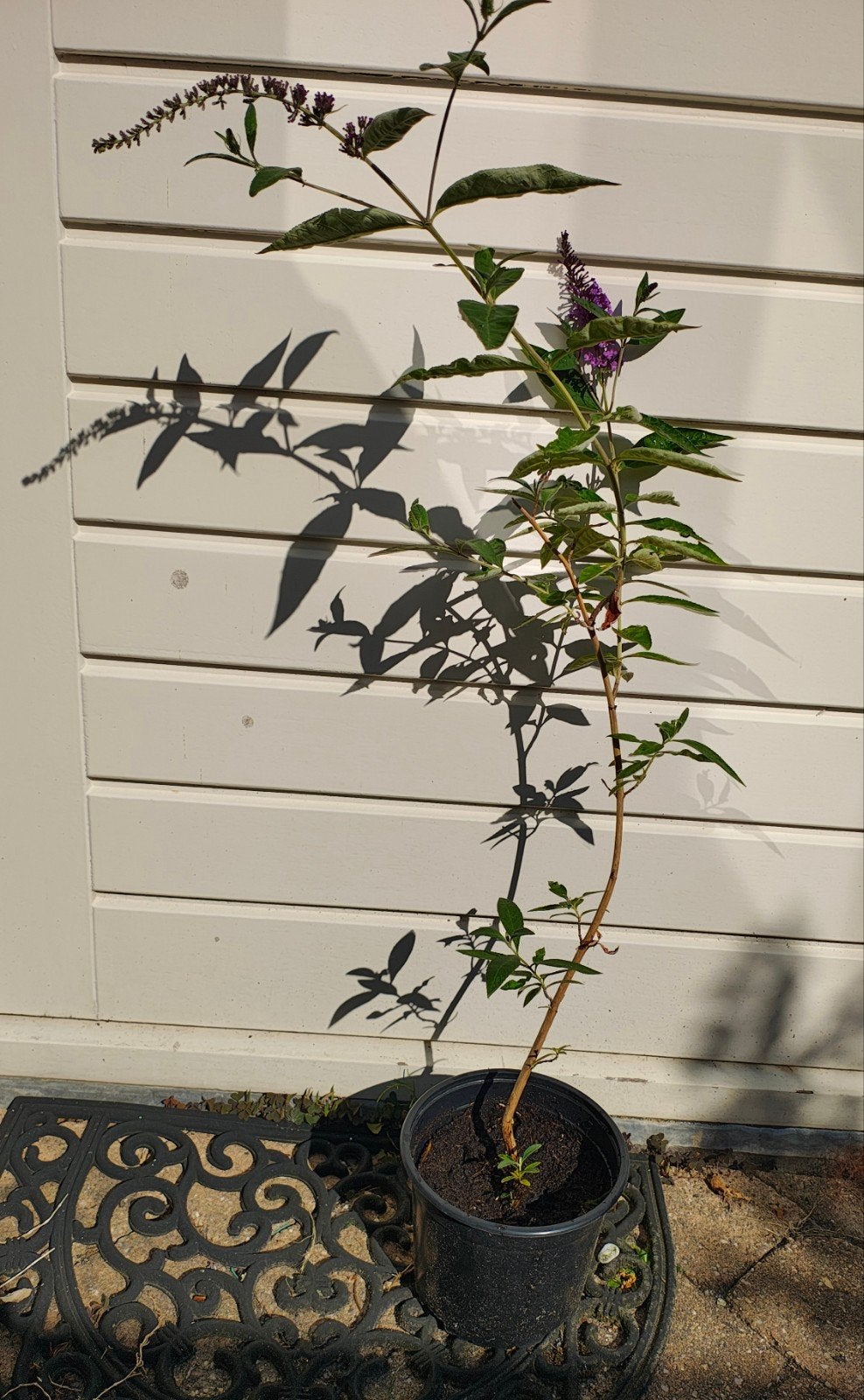 Vlinderstruik (Buddleja davidii) in pot, Ophalen, Overige soorten, Volle zon