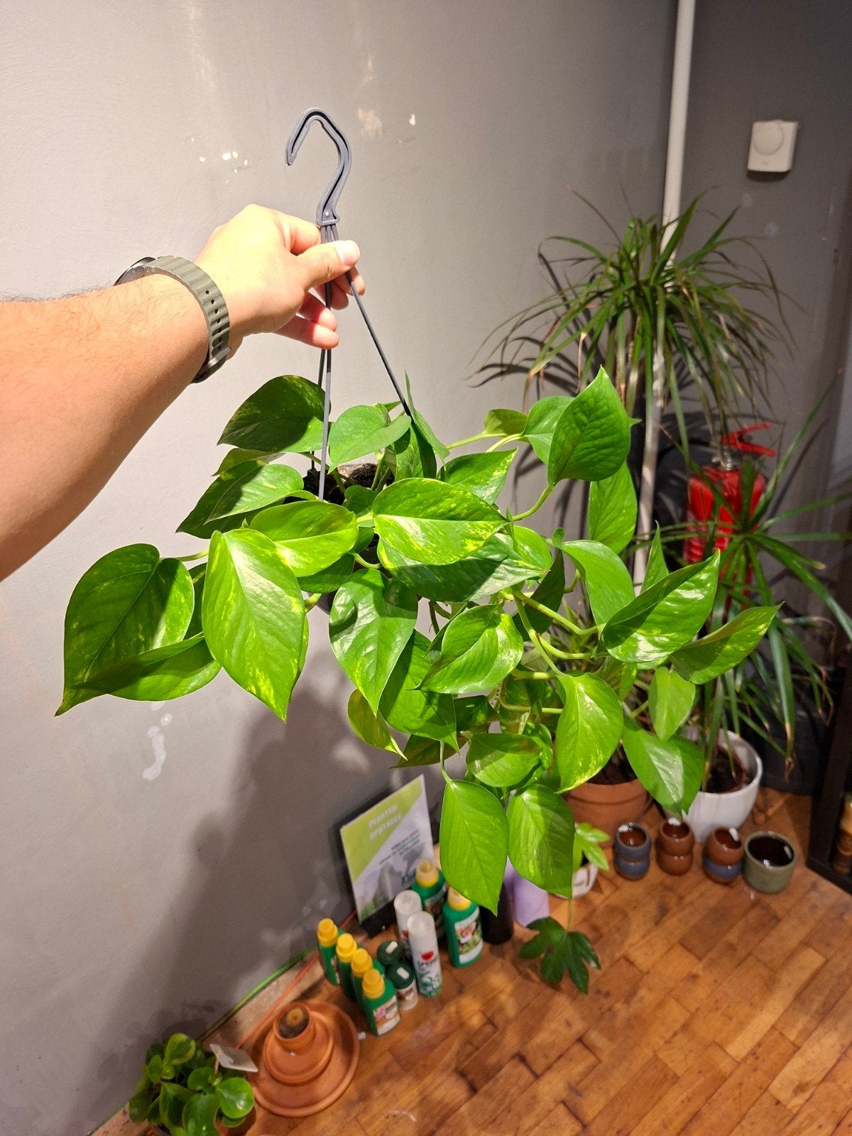 Epipremnum Aureum (drakenklimop), Huis en Inrichting, Ophalen, Overige soorten, Halfschaduw, In pot