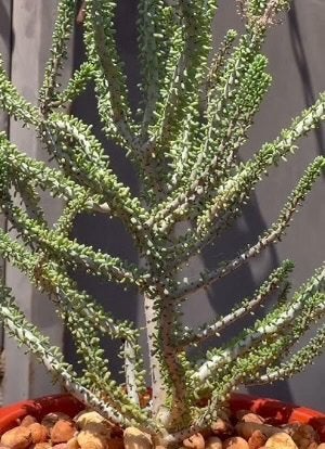Caudex Ceraria Namaquensis oorsprong Namibie en Zuid Afrika, Overige soorten, Ophalen of Verzenden, In pot, Minder dan 100 cm