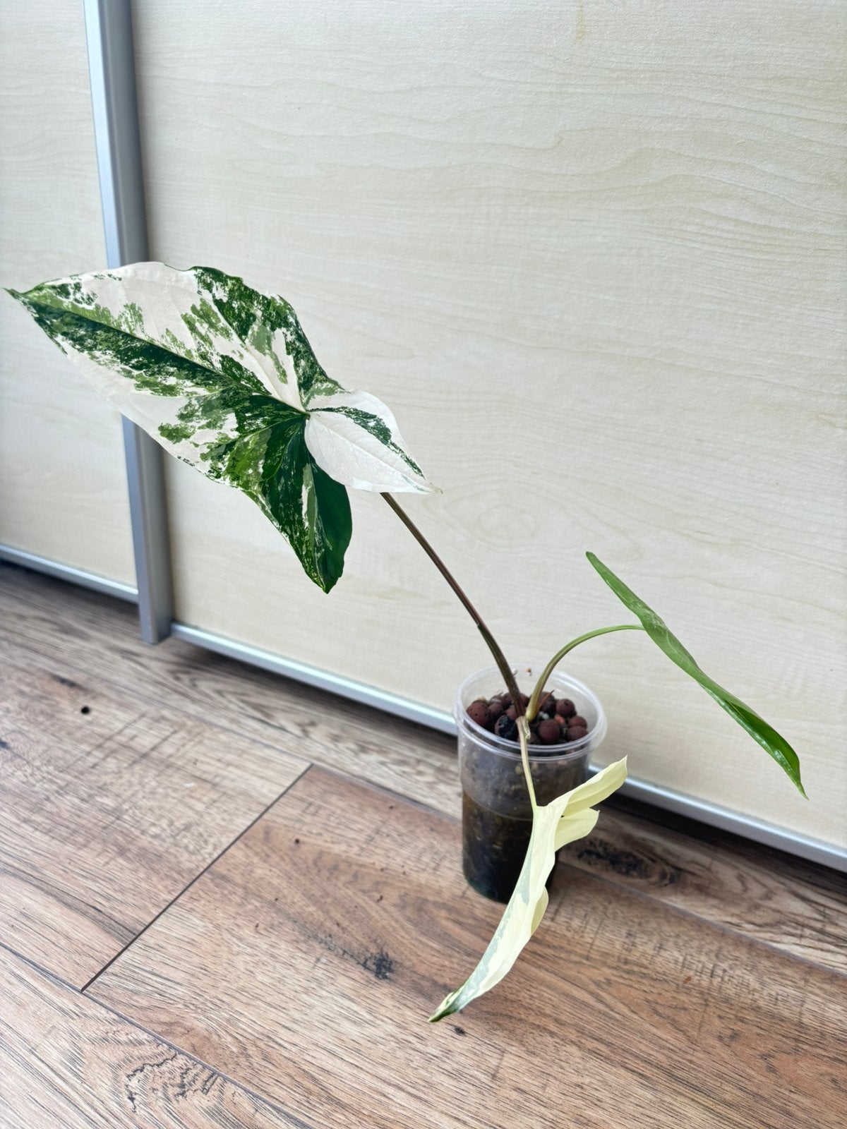 Syngonium albo variegata, Huis en Inrichting, Ophalen of Verzenden