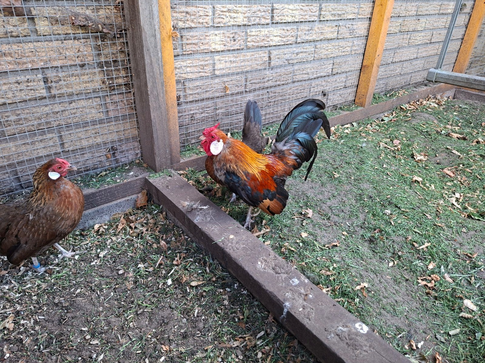 Java krielen, Dieren en Toebehoren, Pluimvee, Meerdere dieren, Kip