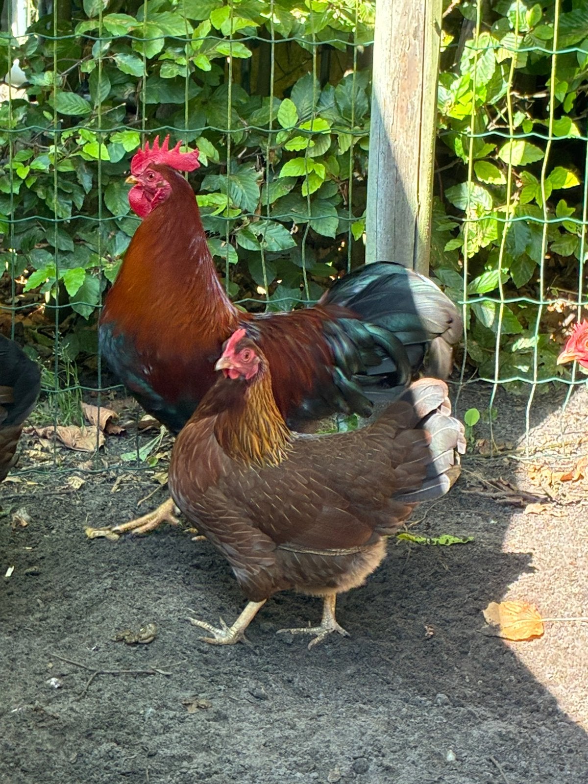 Welsumer Kriel, Dieren en Toebehoren, Pluimvee, Meerdere dieren, Kip