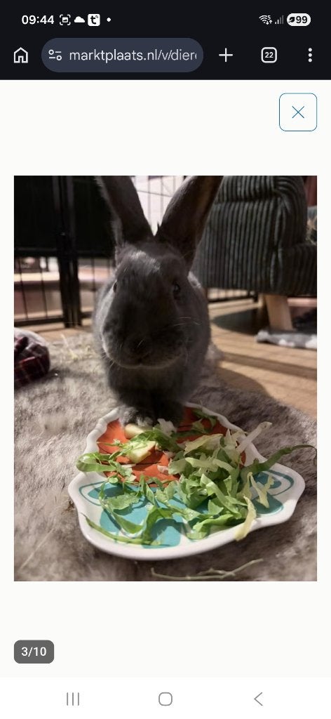 Lief konijn met paspoort en kooi, Dieren en Toebehoren, Konijnen, Mannelijk, Middelgroot, 0 tot 2 jaar