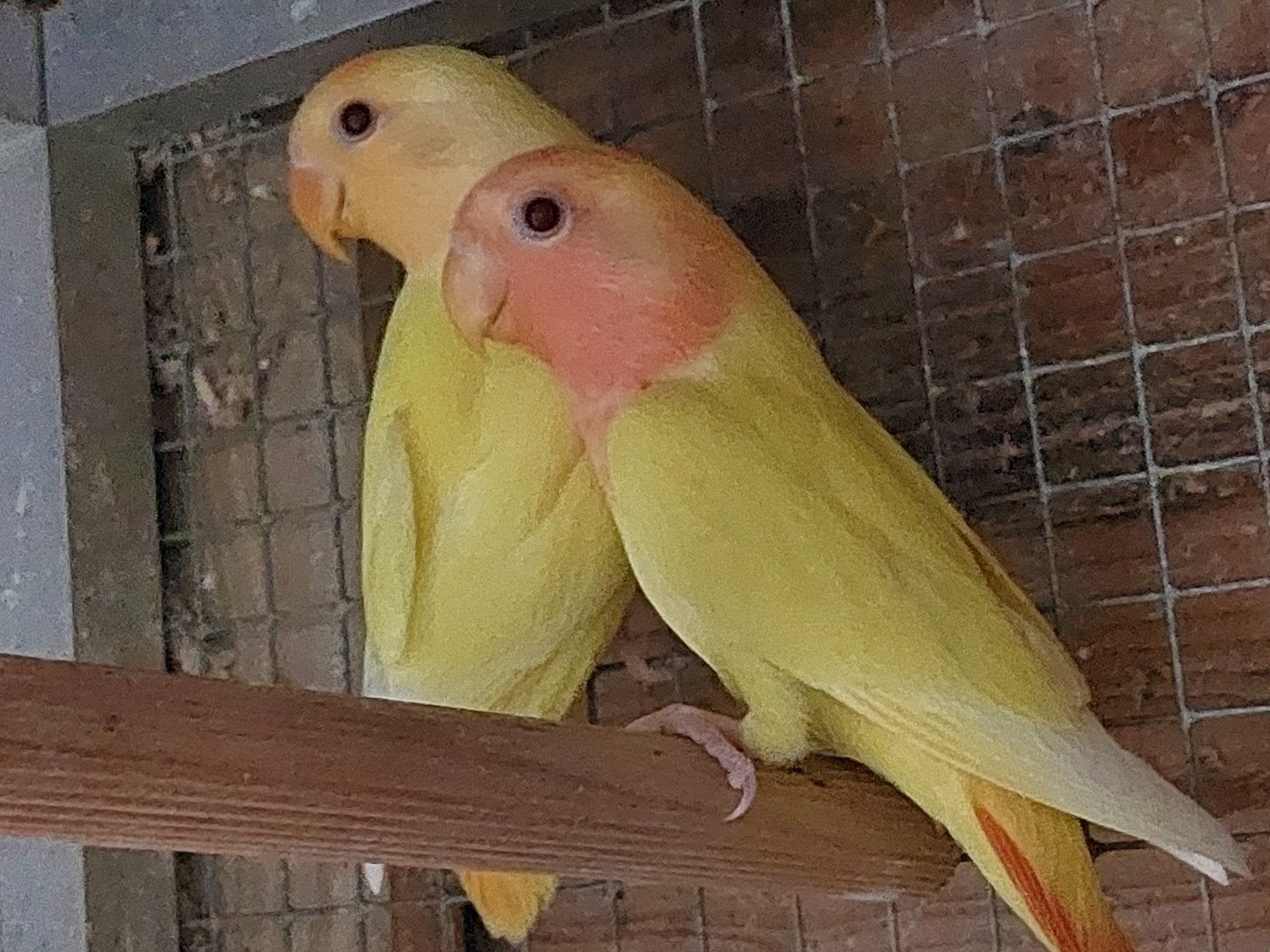 opaline agapornis roseicollis, Dieren en Toebehoren, Vrouwelijk, Dwergpapegaai of Agapornis, Geringd