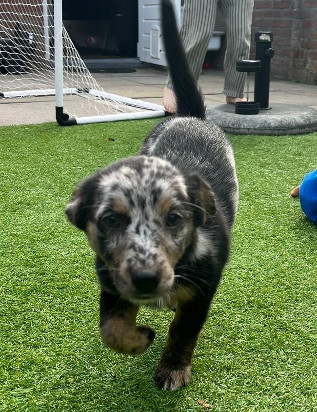SPOED HUISJE GEZOCHT Corgi pup, Standaard, 8 tot 15 weken, Korthaar, Teef