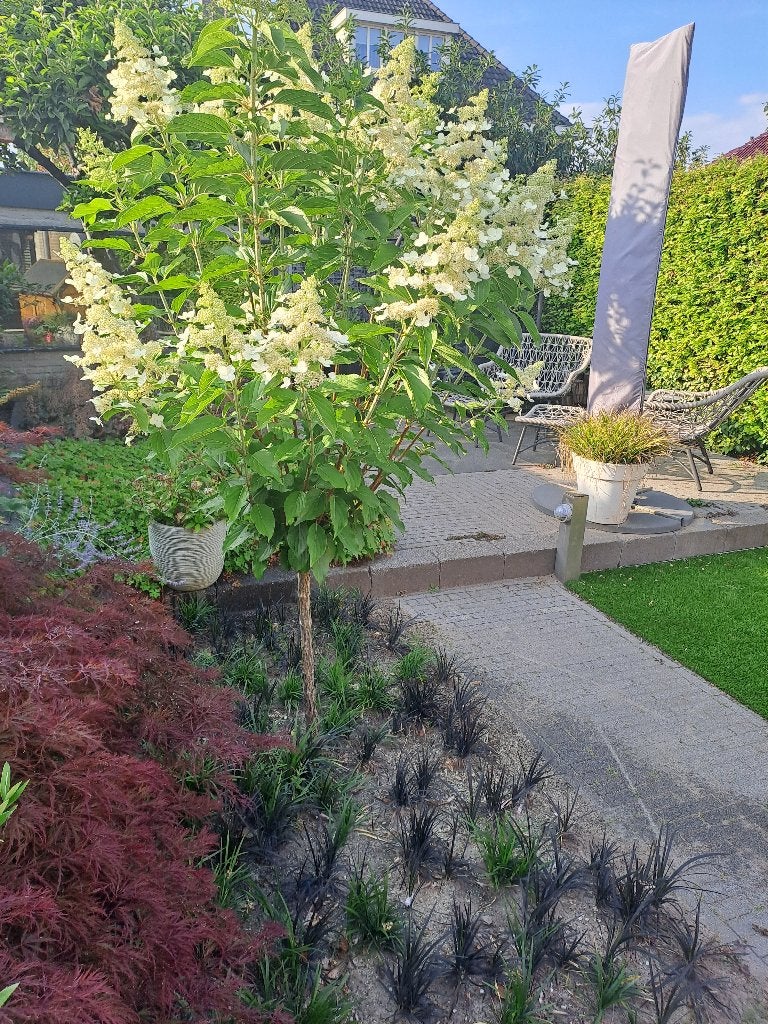 Grote XXL Pluimhortensia op stam (215 cm) – Vol in bloei!, Volle zon, Vaste plant, Zomer, Ophalen