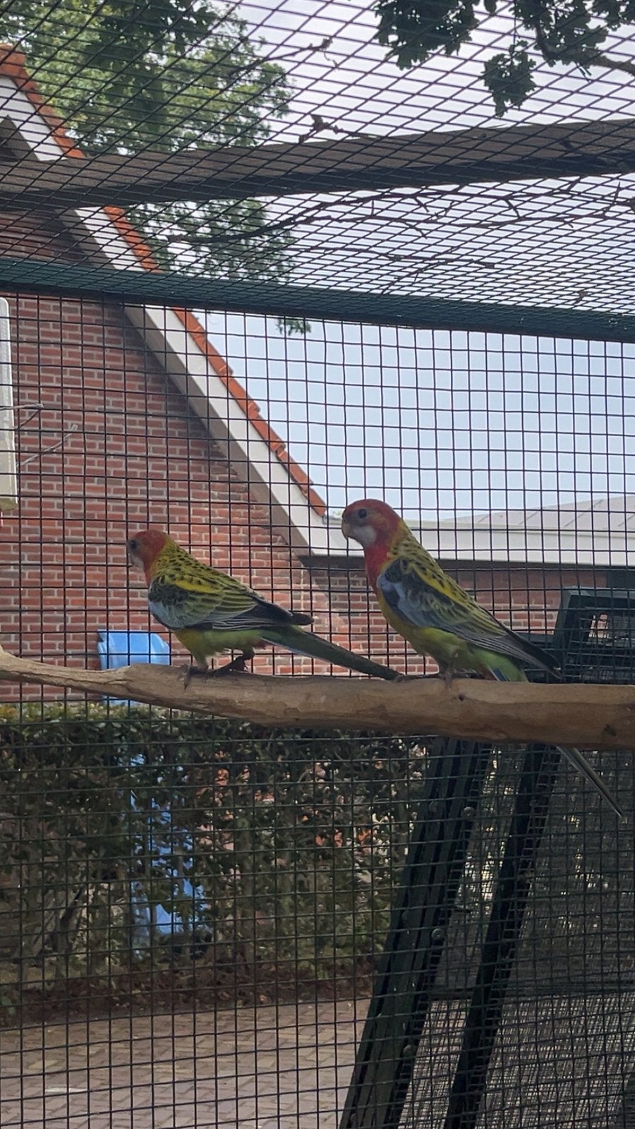 Rosella jongen, Vrouwelijk, Parkiet, Geringd