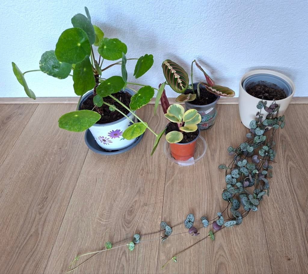 OPRUIMING 4 Mooie Kamerplanten., Ophalen, Halfschaduw, Minder dan 100 cm
