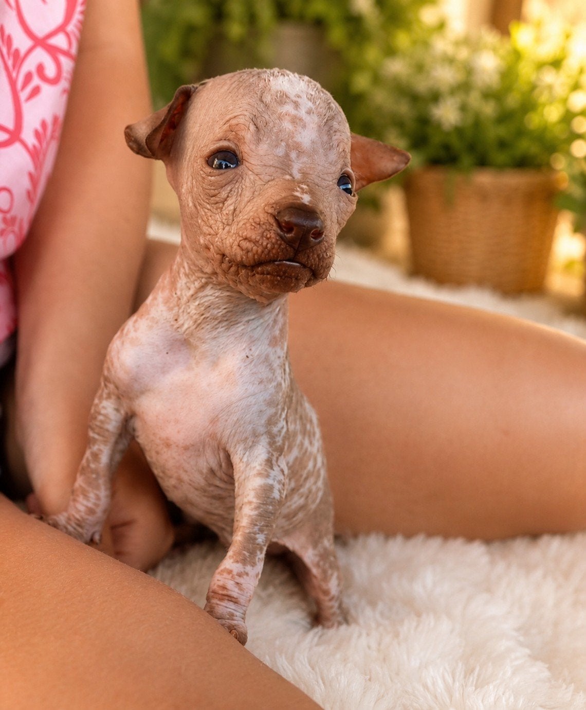 Xoloitzcuintle miniature X AHT, Particulier, 8 tot 15 weken, Buitenland, Parvo