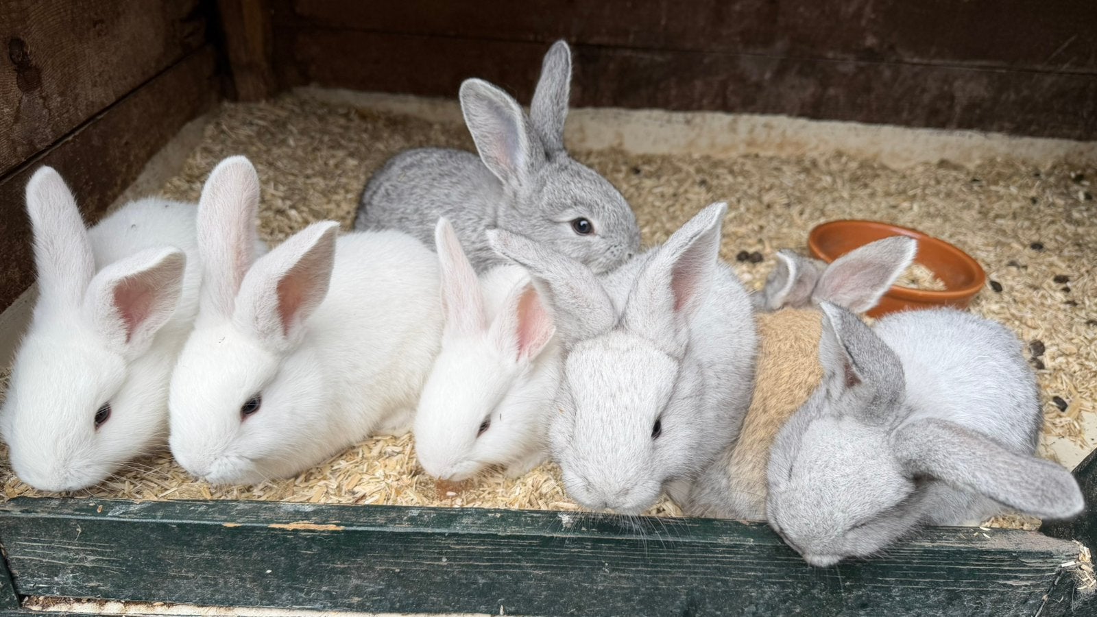 Raszuivere baby vlaamse reuzen, Meerdere dieren, Groot, 0 tot 2 jaar