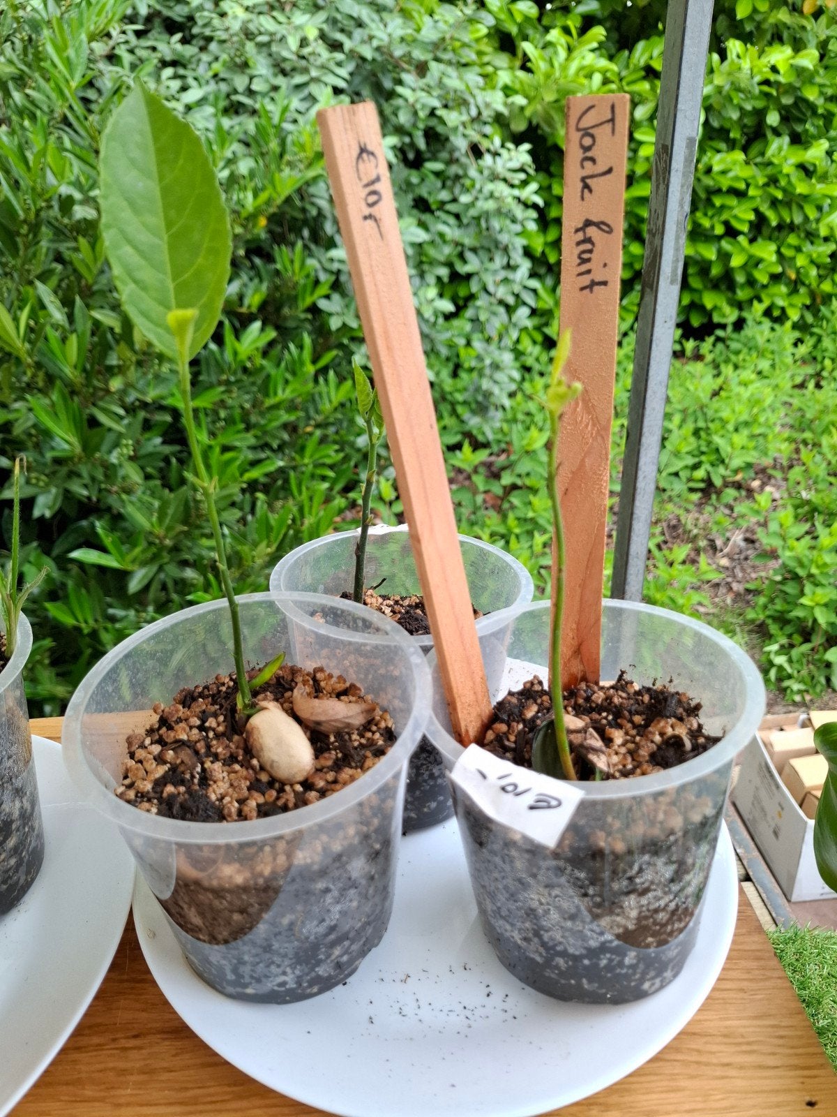 Jack fruit, Ophalen of Verzenden, Halfschaduw, Minder dan 100 cm