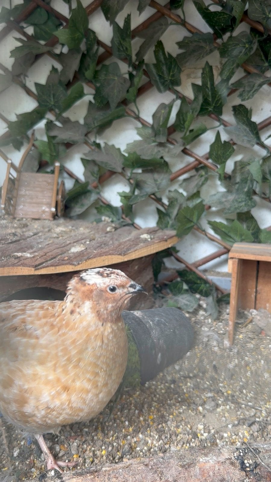 Prachtige Japanse kwartel haantje, Dieren en Toebehoren, Mannelijk