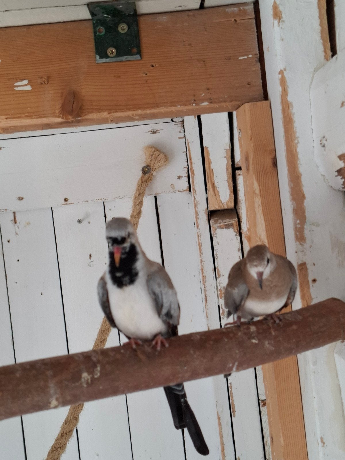 Zwartmasker duifjes, Meerdere dieren