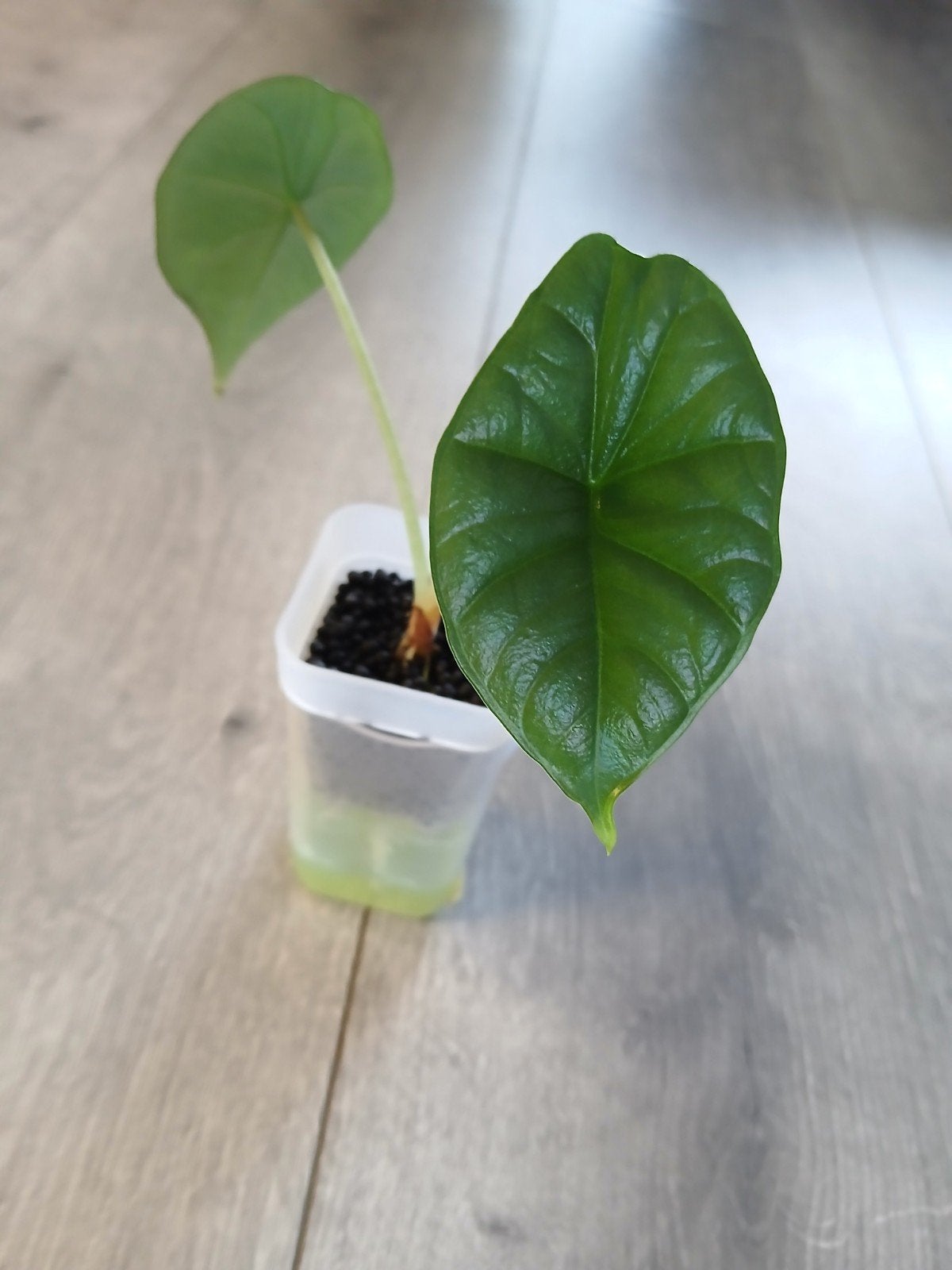 Alocasia Platinum, Ophalen of Verzenden, Halfschaduw, Minder dan 100 cm