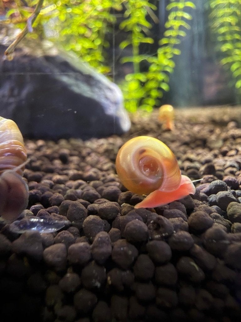 ramshoorn slak per stuk 0,50 euro, Dieren en Toebehoren, Slak of Weekdier, Zoetwatervis