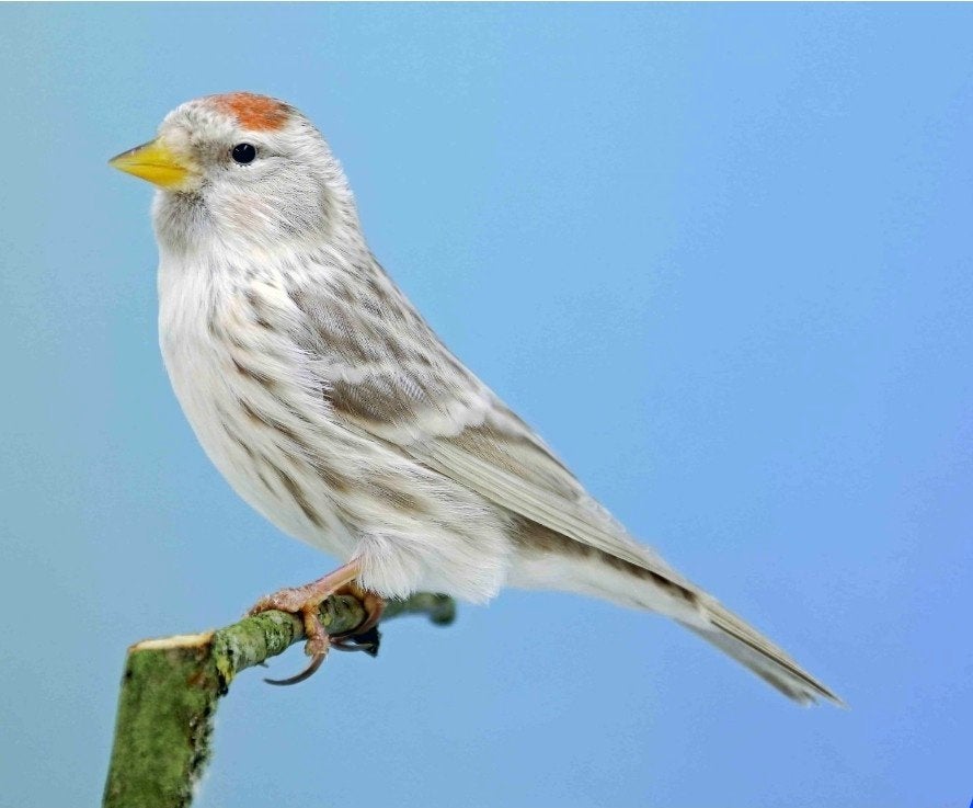 Koppel witstuit barmsijs, Dieren en Toebehoren, Vogels | Overige Vogels