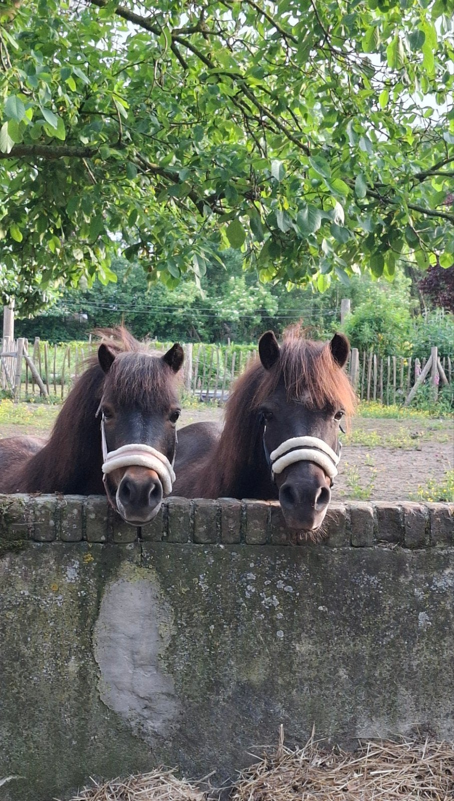 Verzorger(gezocht) voor deze lieve shets., Ophalen of Verzenden, Nieuw