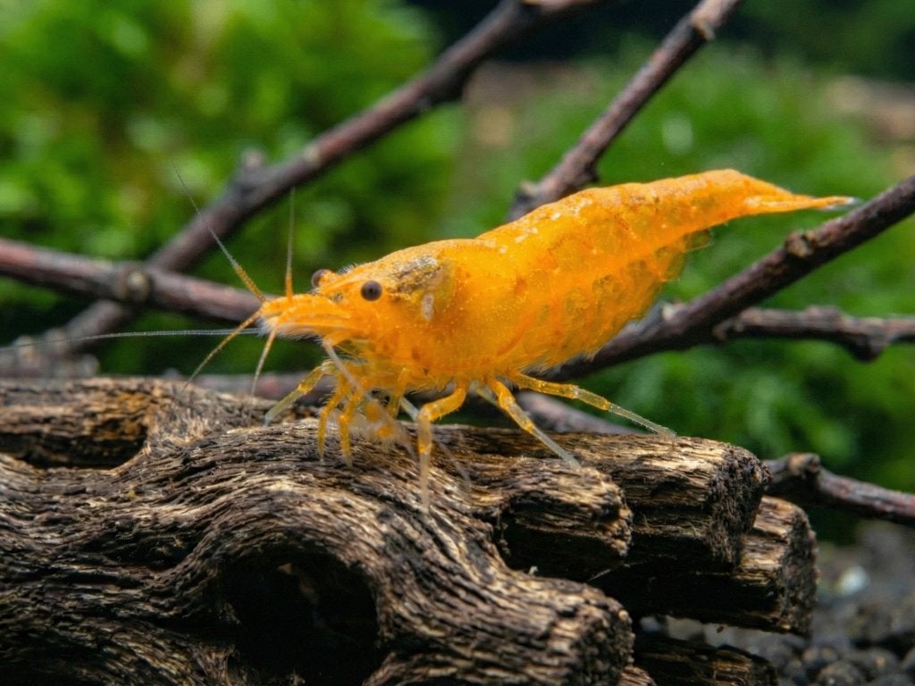 Orange fire garnelen (Neocaridina), Kreeft, Krab of Garnaal, Zoetwatervis, Schoolvis