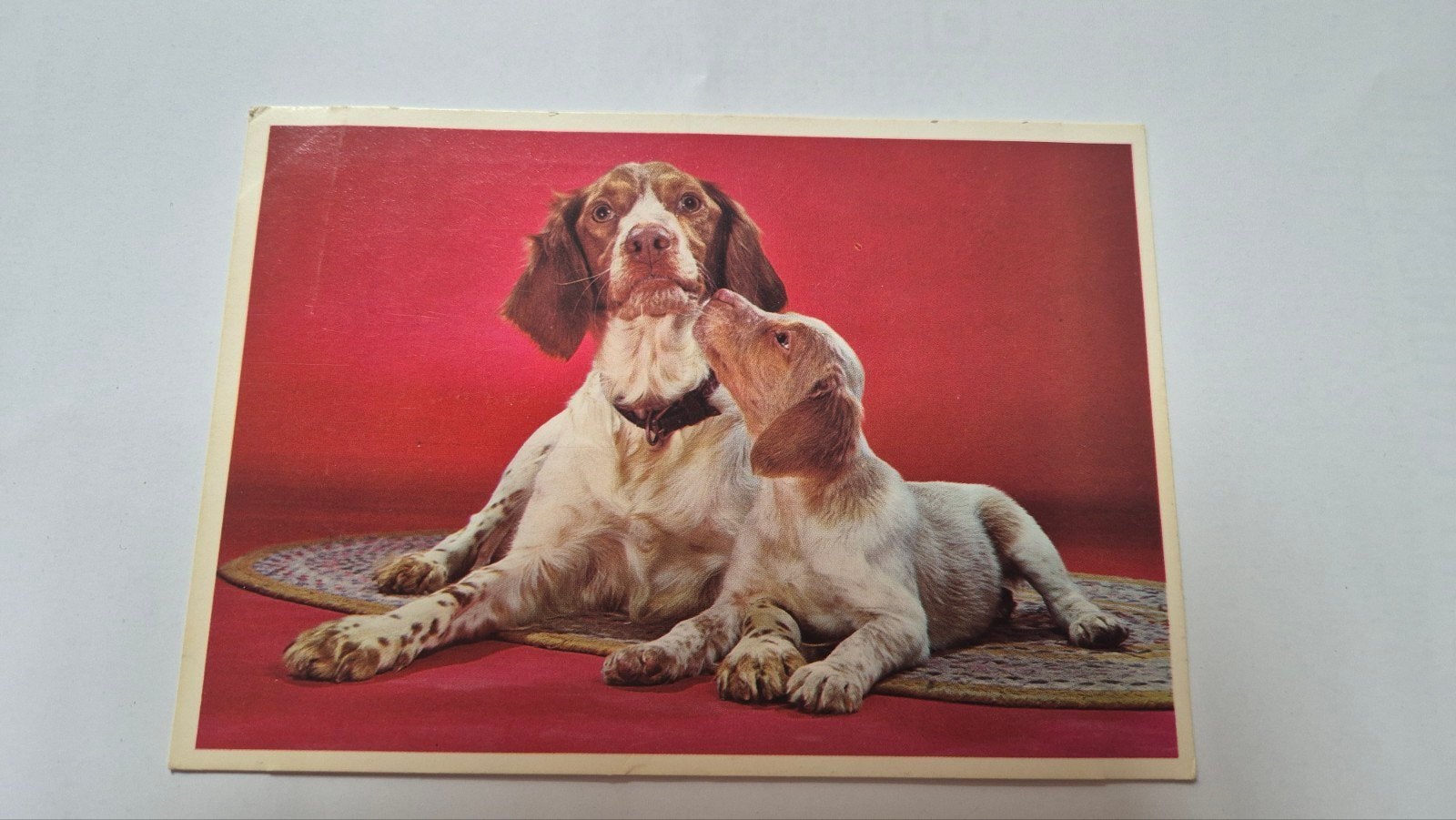 Vintage Ansichtkaart hond Bretonse Spaniël, Ophalen of Verzenden, 1960 tot 1980, Gelopen, Gelderland