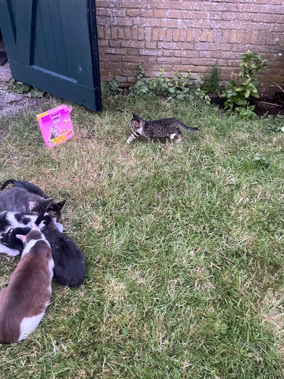 Kittens, Dieren en Toebehoren