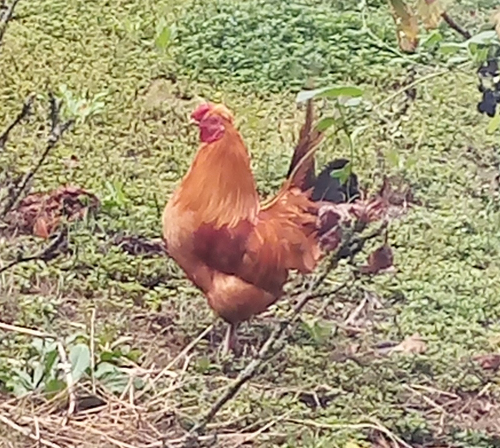 boeren kriel haantjes rood, Dieren en Toebehoren, Pluimvee, Mannelijk, Kip