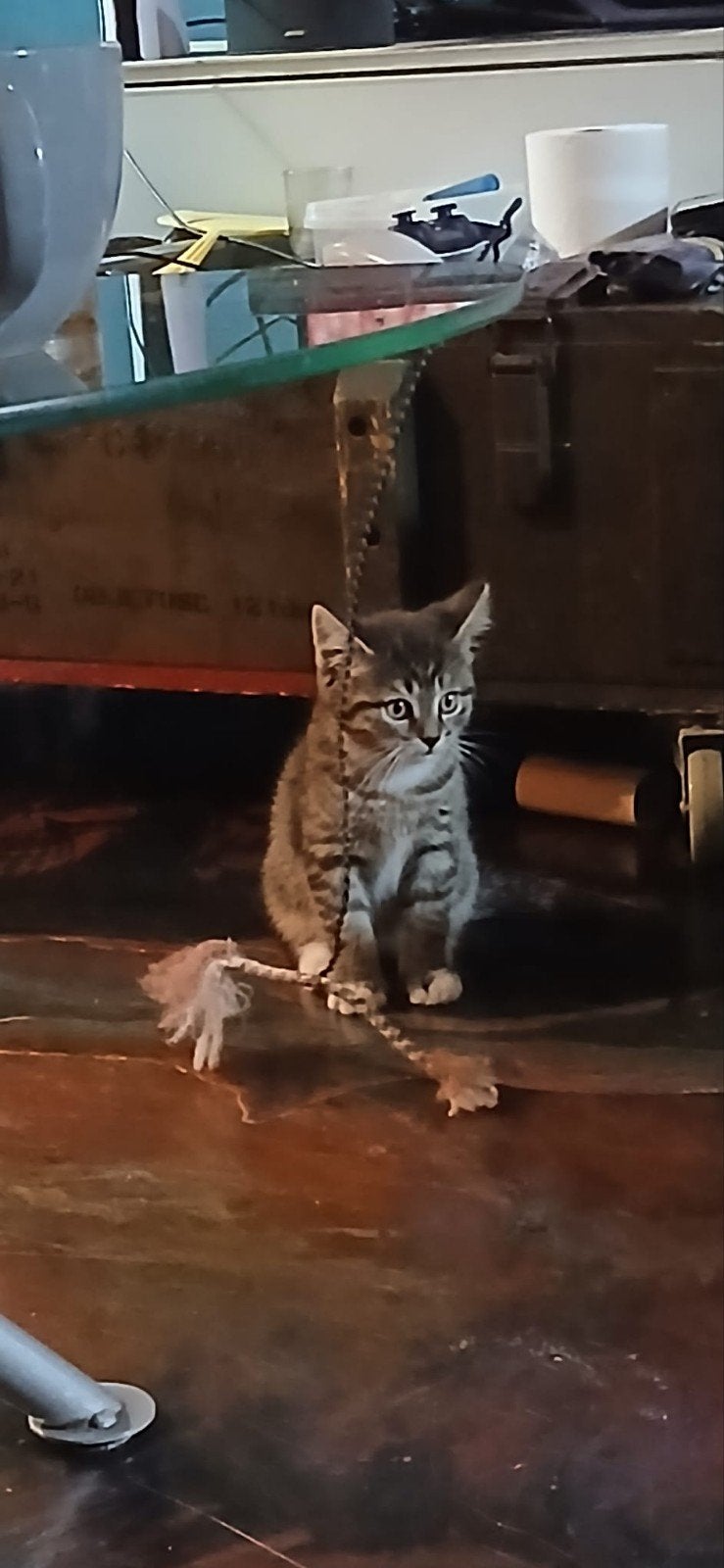 super mooie kittens kruising Britse korthaar, Dieren en Toebehoren, Kortharig
