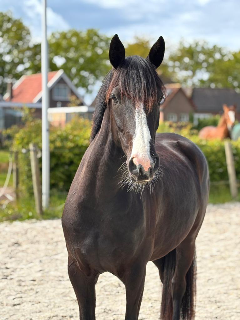 4 jarige E pony merrie, Zadelmak, 3 tot 6 jaar, Merrie, Gechipt