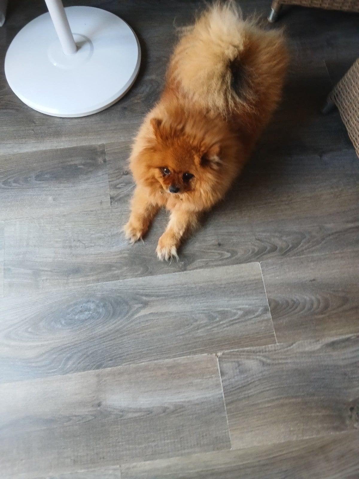 Pomeriaan teefje., Dieren en Toebehoren, Teef, Eén hond, 3 tot 5 jaar, Nederland