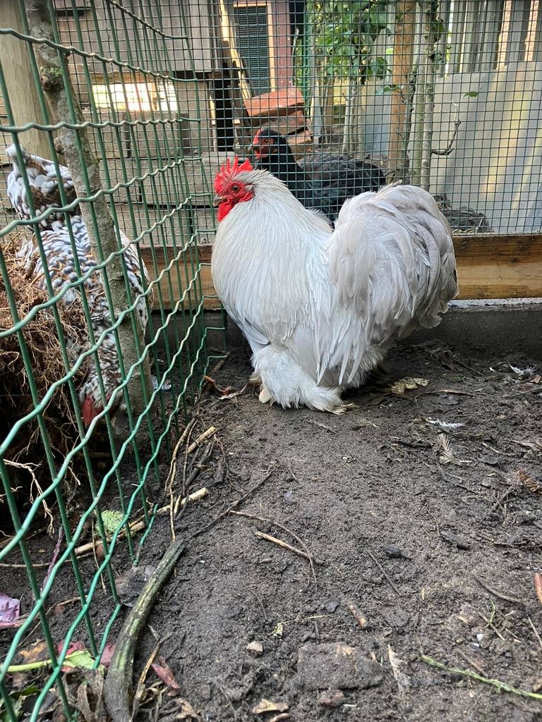 Cochin krielen parelgrijs, Meerdere dieren, Kip
