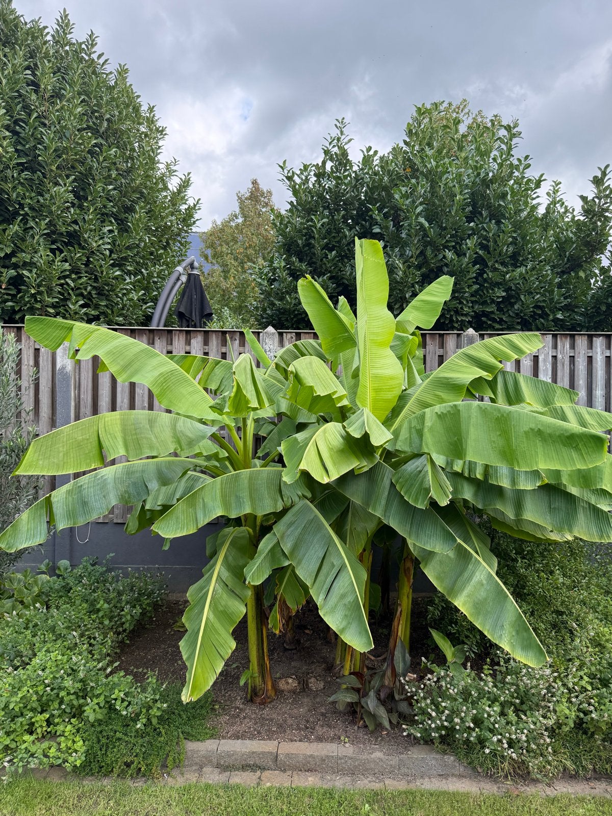 Bananenplant (Musa Basjoo) - Winterharde Exoot voor uw Tuin, Volle zon, Vaste plant, Zomer, Ophalen