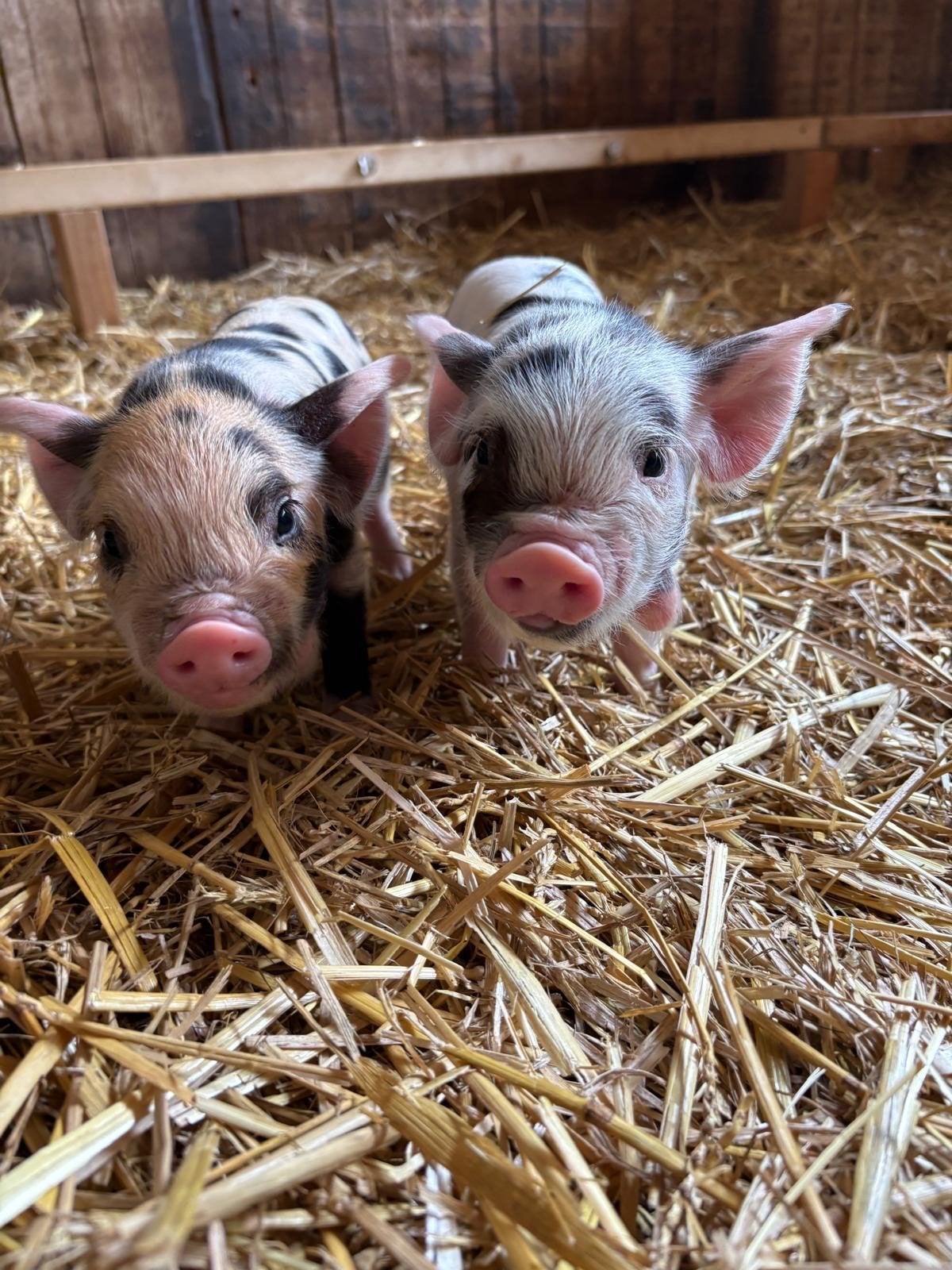 Nog enkele! Stamboek Kune Kune biggetjes, Mannelijk, Varken