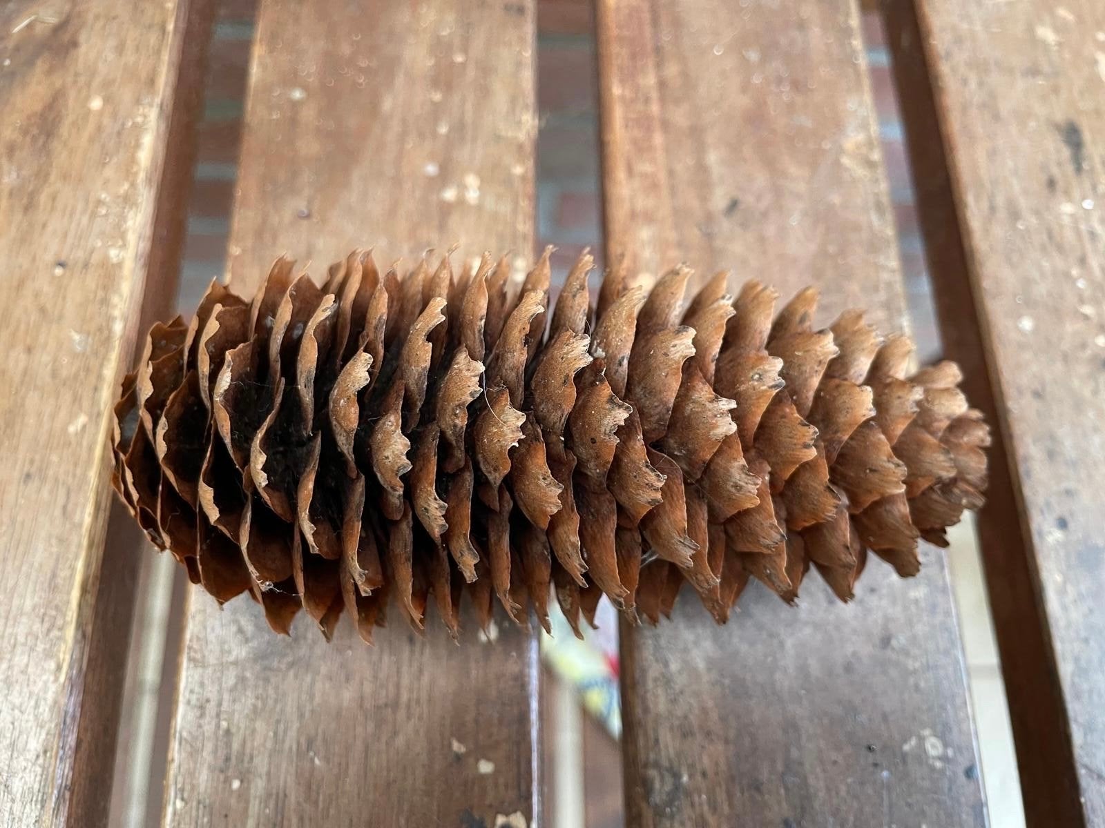 Dennenappels voor decoratie, Ophalen of Verzenden, Gebruikt