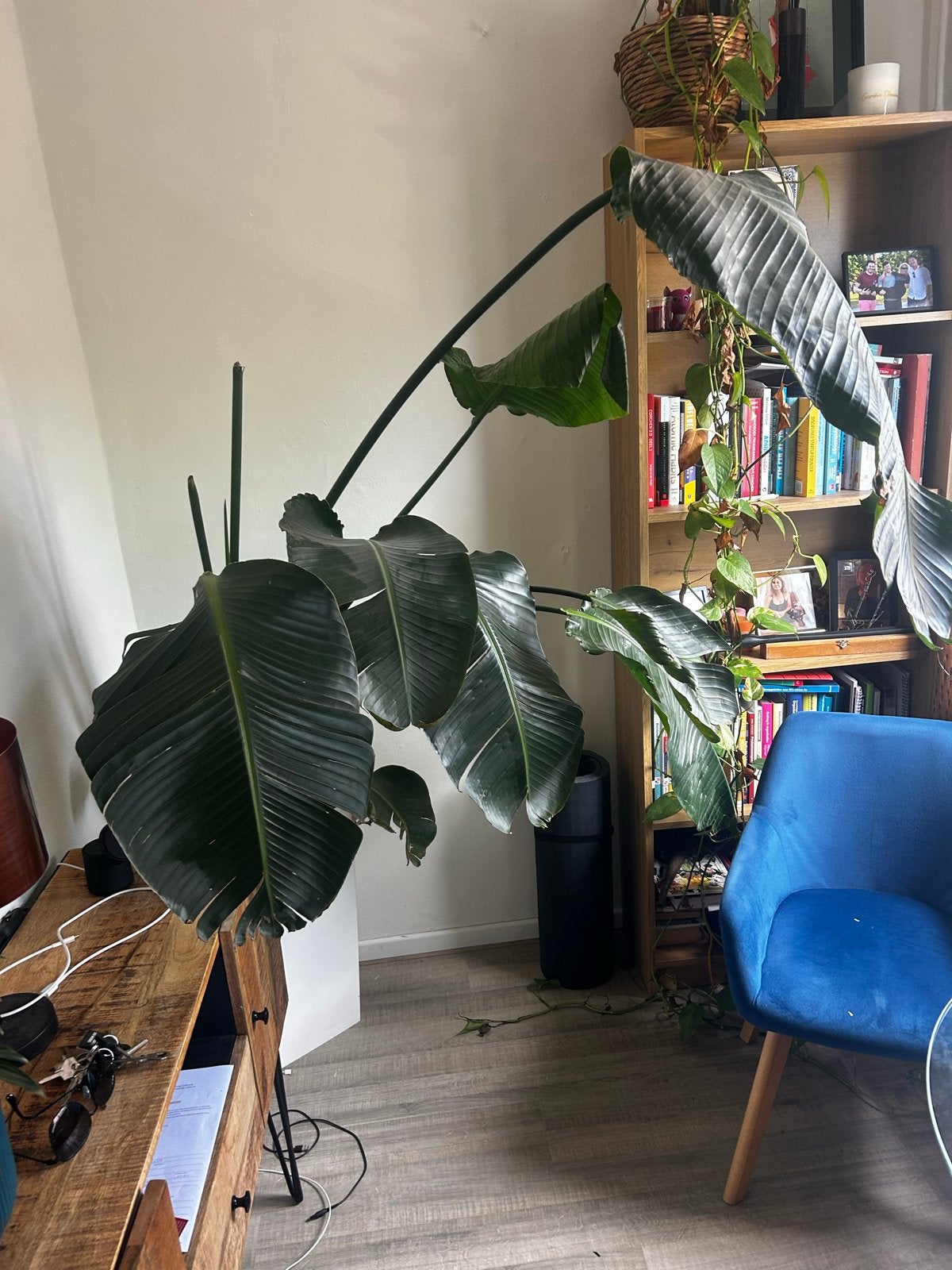 Grote Strelitzia Nicolai - Paradijsvogelplant, Huis en Inrichting, Kamerplanten, Ophalen, 200 cm of meer, Overige soorten, Halfschaduw