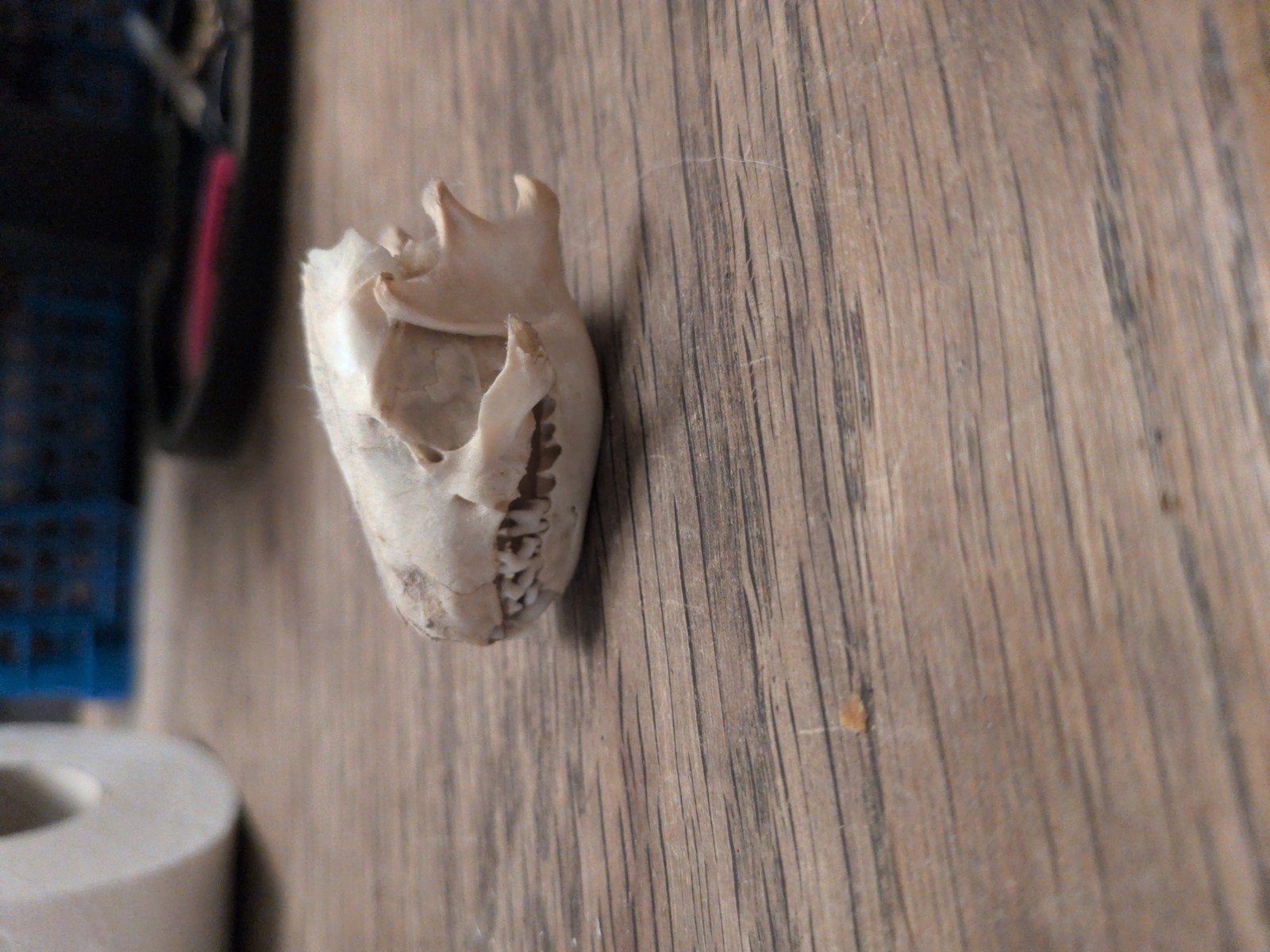 Dieren schedeltjes, Ophalen of Verzenden